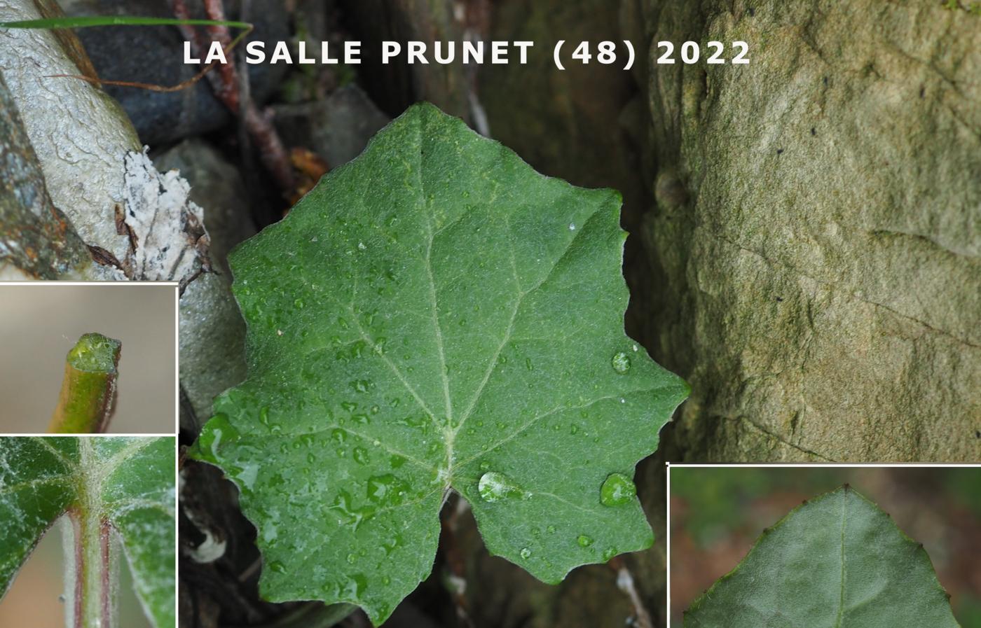 Coltsfoot leaf